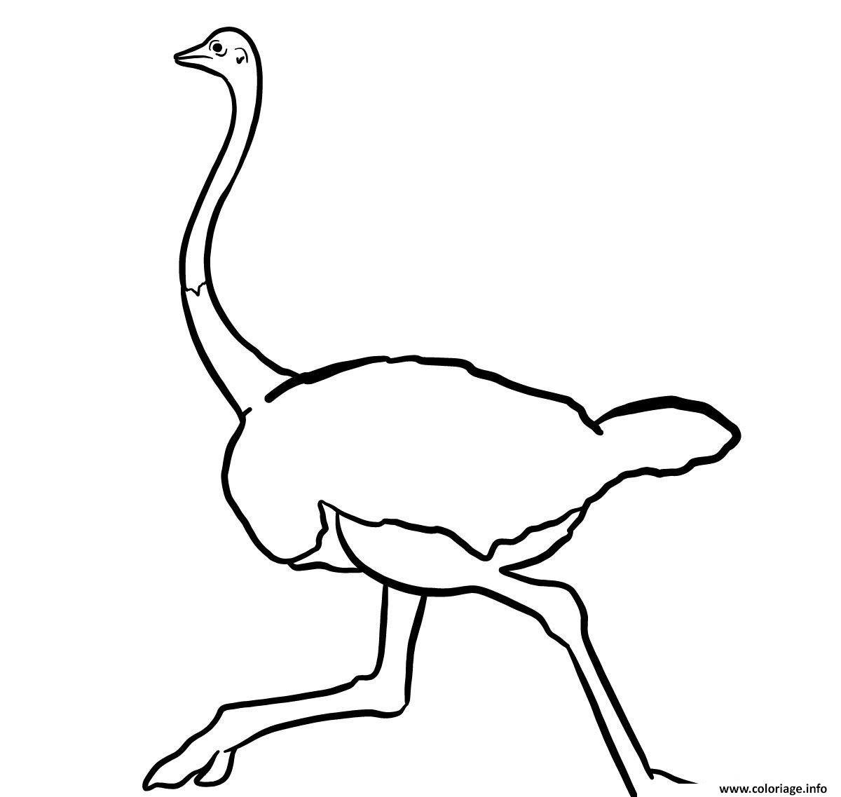 Dessin autruche afrique sauvage le plus grand de tous les oiseaux Coloriage Gratuit à Imprimer